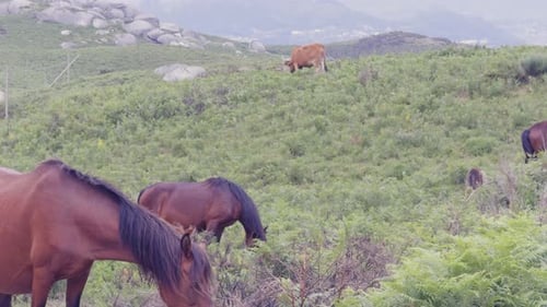 A wild mare with her foal.