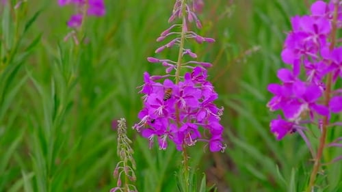 Bee on Magenta Flower in a Field