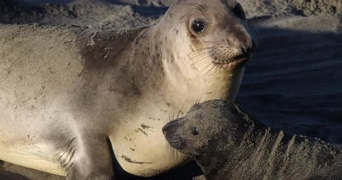 Close-up footage of a seal pup and mother seal laying together on the beach along the California coa