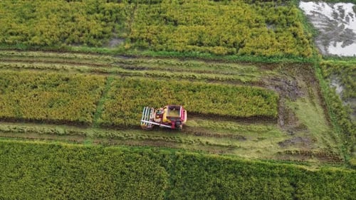 Drones fly over workers producing rice straw after harvest season in large rice fields, farmer's
