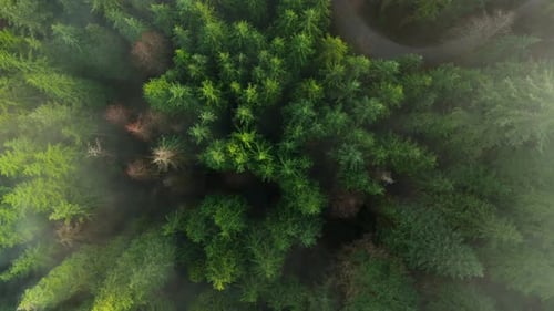 Topdown View Shows a Green Pine Forest Through the Clouds Canadian Nature