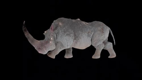 Rhinoceros Walk While Look around