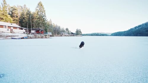 Alaskan Malamute Walking Into Snowscape Near Town Of Trondheim, Norway. - Wide Shot