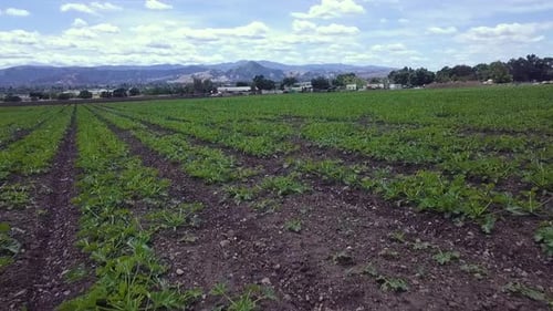 Overhead drone shot of new crop starts low then tilts up to reveal the planted rows and hills with c