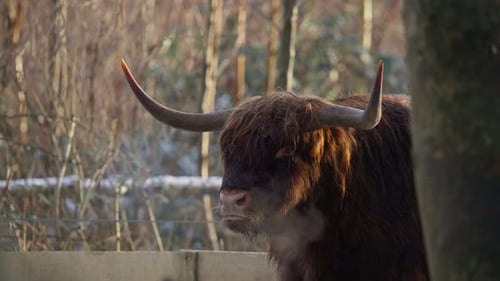Highland cow bull with large horns ruminating in winter forest.