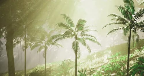 Sunlight Filtering Through a Lush Forest with Palm Trees in a Tranquil Setting