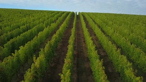 Aerial view of vineyards, France.