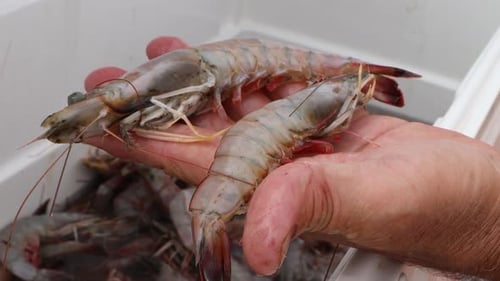 Hand Sorting Fresh Raw Shrimp in Container