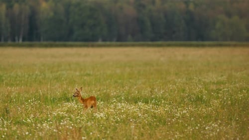 Young Fawn Grazing in Summer Flower Meadow
