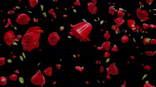 Falling Red Rose Alpha 01 4K