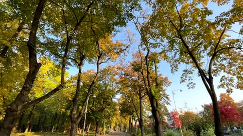 Sunlit autumn trees line a peaceful pathway, with green, yellow, and red leaves contrasting a clear