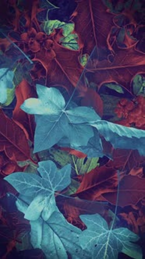 Autumn Leaves Vertical Background 10