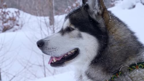 Close view from the side of the head of a Husky in the snow.