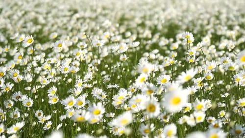 Chamomile White Daisy Flowers in a Field of Green Grass Sway in the Wind at Sunset Chamomile Flowers