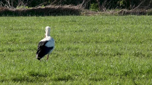 A stork walking in a meadow