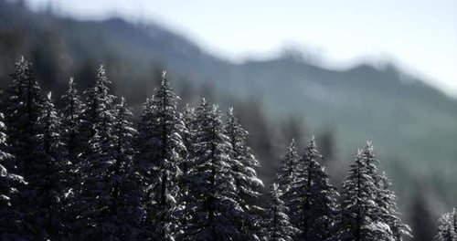 Frosty Evergreens Stand Tall in a Serene Mountain Landscape During Winter