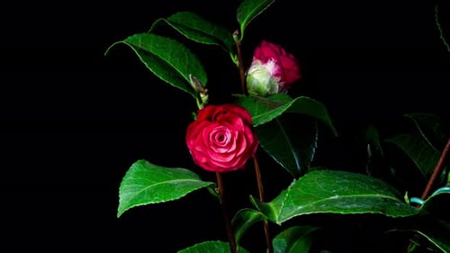 Camellia Red Flower Blooming in Time Lapse on a Black Background. Camelia Plant Opens Blossom
