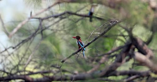 Whitethroated Kingfisher Perched on Branch Lush Forest Blurred