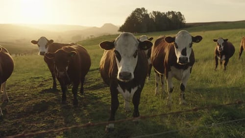Cows on a farm on green pastures and fields during an amazing sunset.