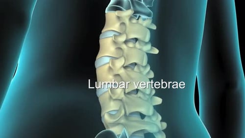 3D Human Spine Anatomy: Lumbar and Cervical Vertebrae Medical Scan