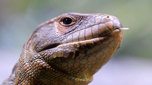 Caiman Lizard (Dracaena) feeding on snails, super close up, slow mo shot.