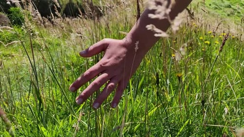 Manicured Hand Slowly Running Fingers Through Long Grass In Wind, 4K Close Up