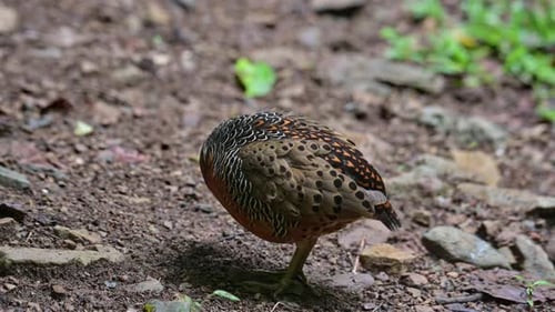 Preening its right side feathers and wing as seen in the forest, Ferruginous Partridge Caloperdix oc
