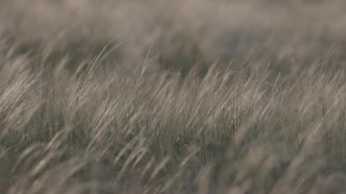 Federgras Lat Stipa in der Frühlingssteppe, weiches, verträumtes weißes Gras, Feder im Wind mit warmem