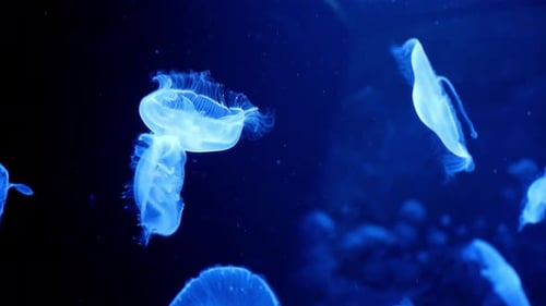Jellyfish Swimming in Blue Illuminated Ocean