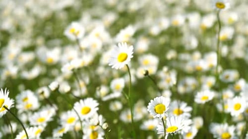 Kamille Weiße Gänseblümchenblüten in einem grünen Grasfeld wiegen sich bei Sonnenuntergang im Wind Kamillenblüten
