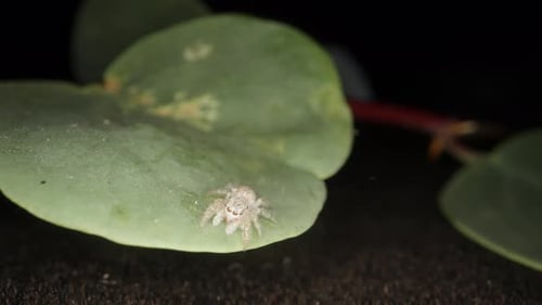 A small spider jumps from a leaf, super macro