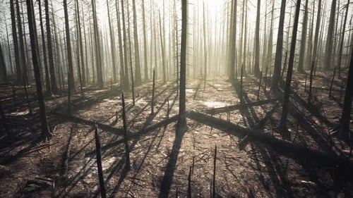 Devastated Forest Reveals Burnt Trees and Eerie Shadows From Recent Fire