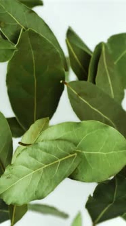Bay Leaf Flies Up and Falls Filmed is Slow Motion 1000 Fps