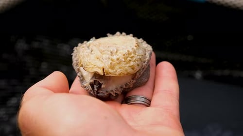 Marine gastropod moving on caucasian male hand; commercial abalone farming
