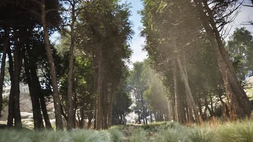 Sunlight Through Forest Trees – Cinematic Nature Background Walking through camera shot