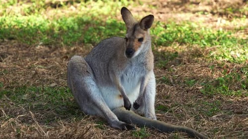 Joli wallaby à cou roux, rufogriseus assis par terre, se grattant la queue avec ses petites pattes