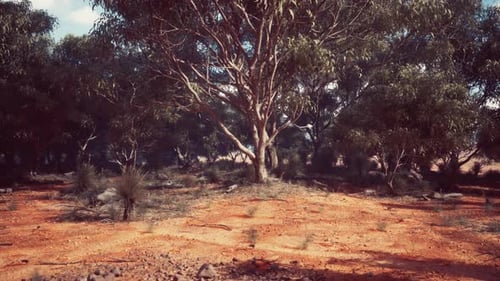 A Rustic Field with a Picturesque Backdrop of Trees