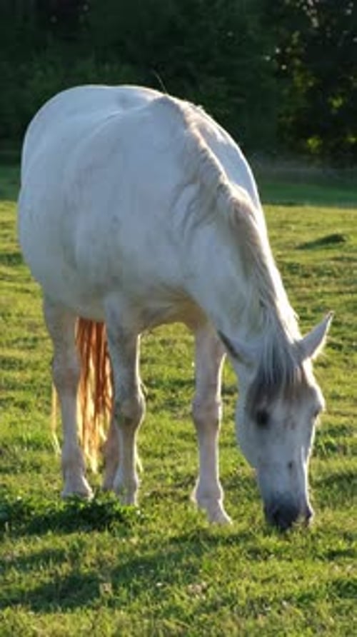 A Serene and Elegant White Horse is Peacefully Grazing in a Lush Vibrant Green Field Under the Warm
