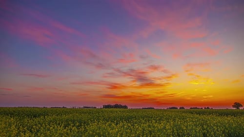 Vibrant sky of sunrise or sunset over rapeseed field, time lapse view