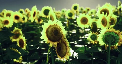 Sunflower Field Thriving Under Golden Sunlight on a Warm Summer Day