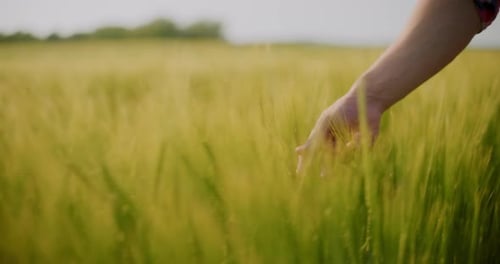 Man Farmer Working in the Field Inspects the Crop Wheat Farming Agriculture