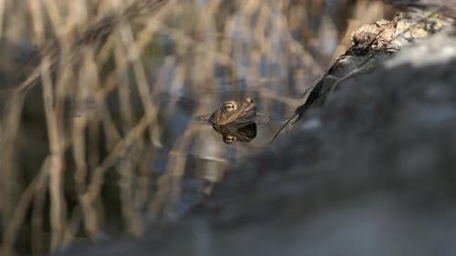 Toad frog peeking from water in pond close to a rock, nature spring detail