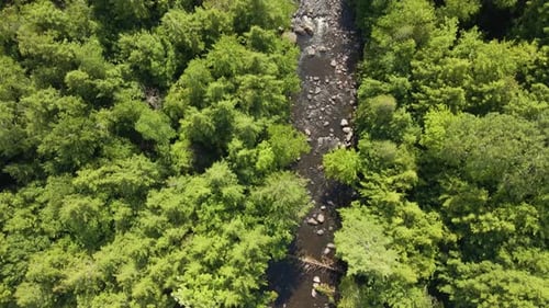 Top Down Aerial/Drone View of Creek and Forest Trees