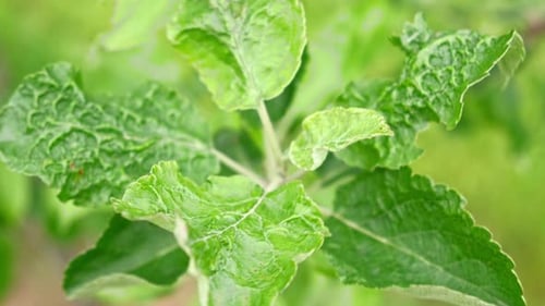 Apple Tree Leaf Curl Diseases Affecting Fruit Trees Fungus Deformans Symptom Puckered Blistered