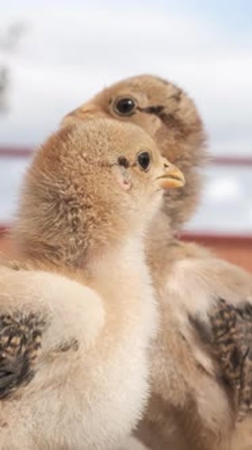 Two Fluffy Chicks Close Up Together