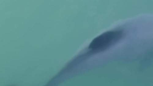 Watching Dolphins At The Luxurious Nature Cruise Ship In Akaroa, New Zealand. Tracking Shot