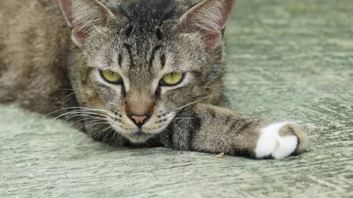 close up of a cat relaxing during the day