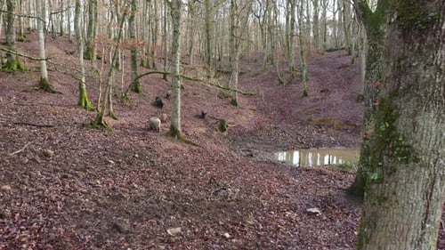 Eine Gruppe von Wildschweinen in einem Wald in der Normandie