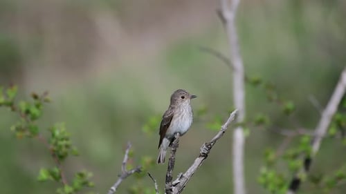 Spotted flycatcher, Muscicapa striata, single bird on branch
