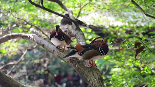 Mandarinenten ruhen sich tagsüber auf einem Ast im Park aus